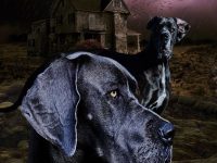 夢見被蛇咬了是什么征兆-路由網(wǎng)